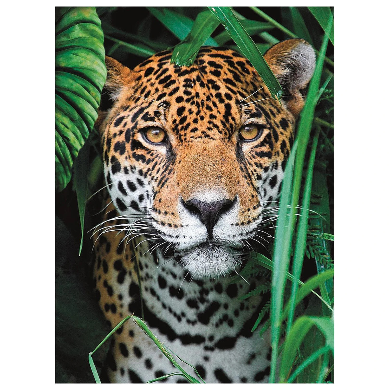 Animal Jaguar 500-delna sestavljanka fotografija izdelka