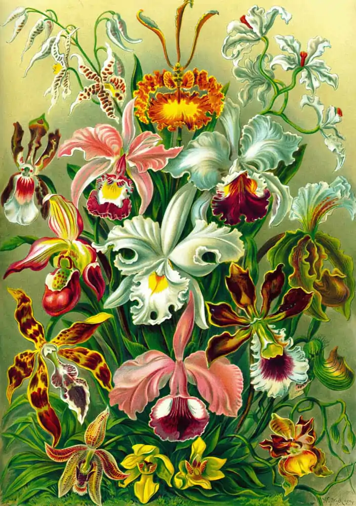 Ernst Haeckel Orchid puzzle (1000 kosov) fotografija izdelka