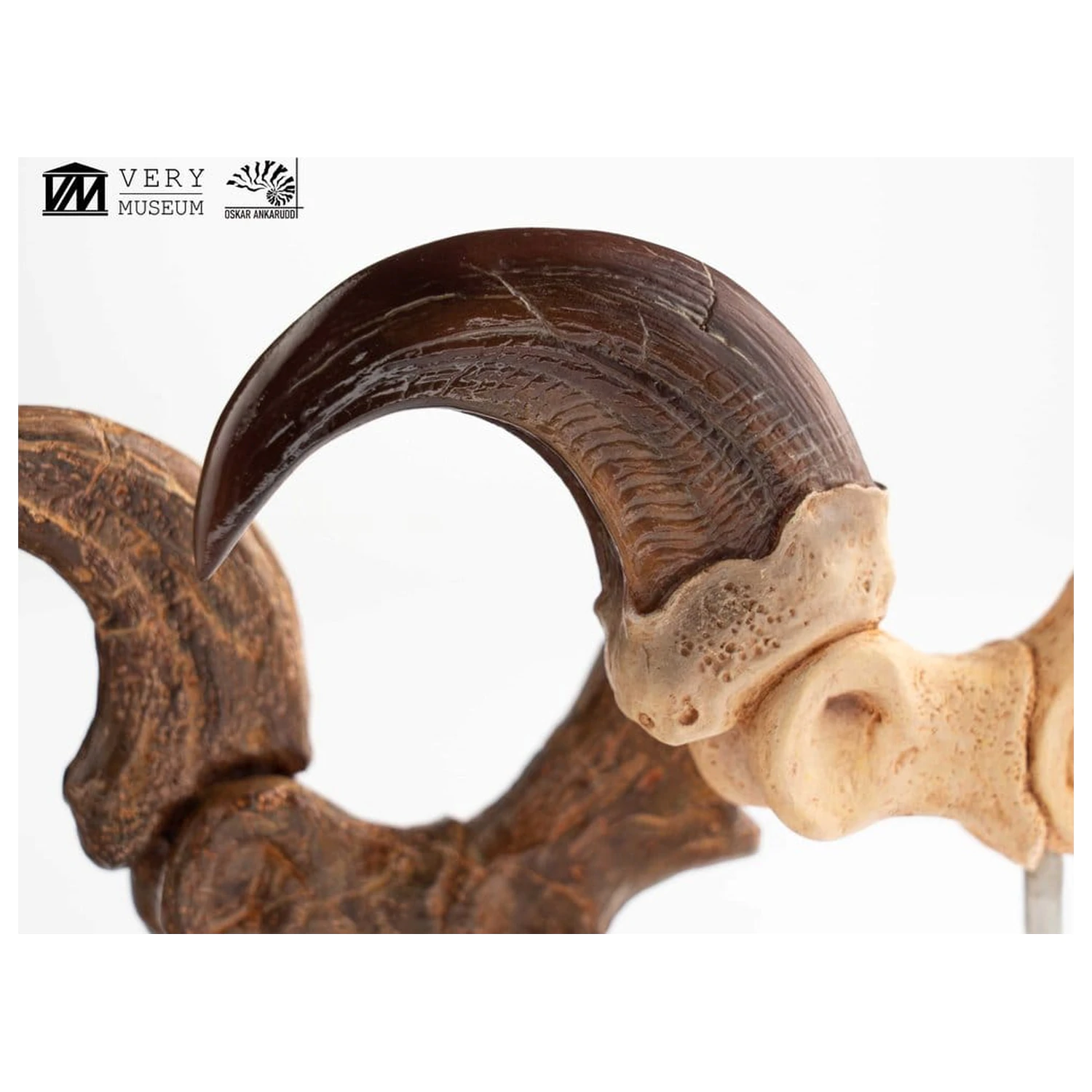 Jurassic Park ECC Elite Creature Line kip Velociraptor Foot Claw and Fossil Claw Set 20 cm fotografija izdelka