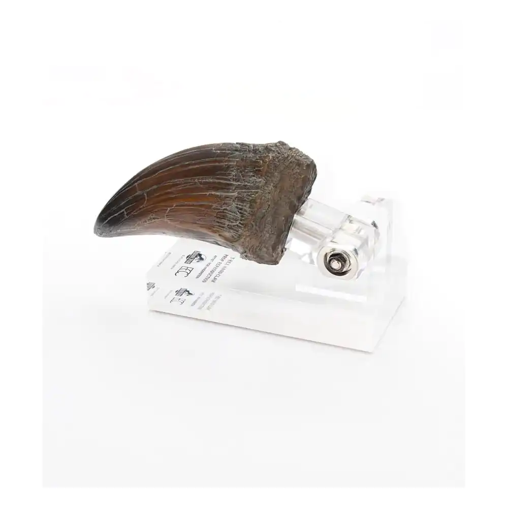 Jurassic Park kip krempelj roke T-Rex 13 cm fotografija izdelka