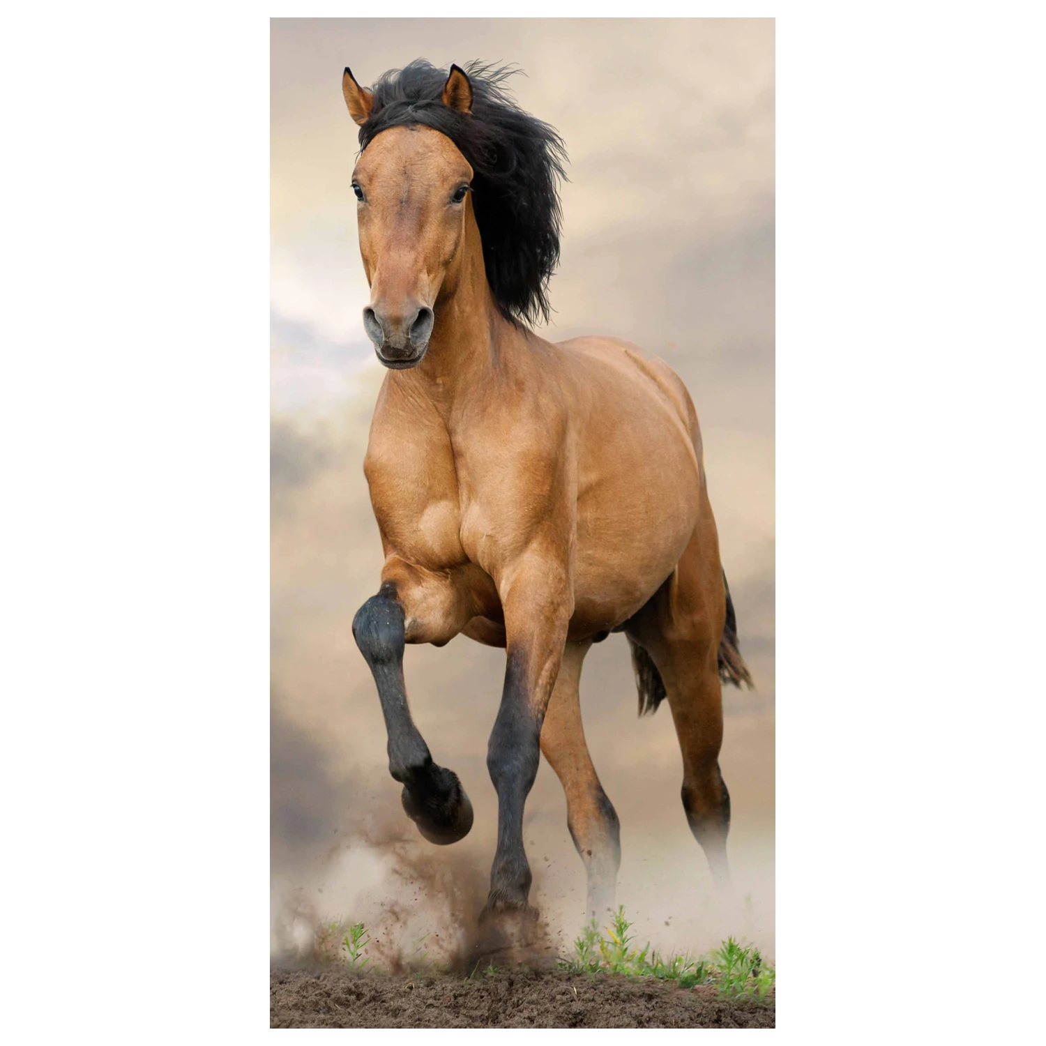 Equestrian rjava brisača fotografija izdelka