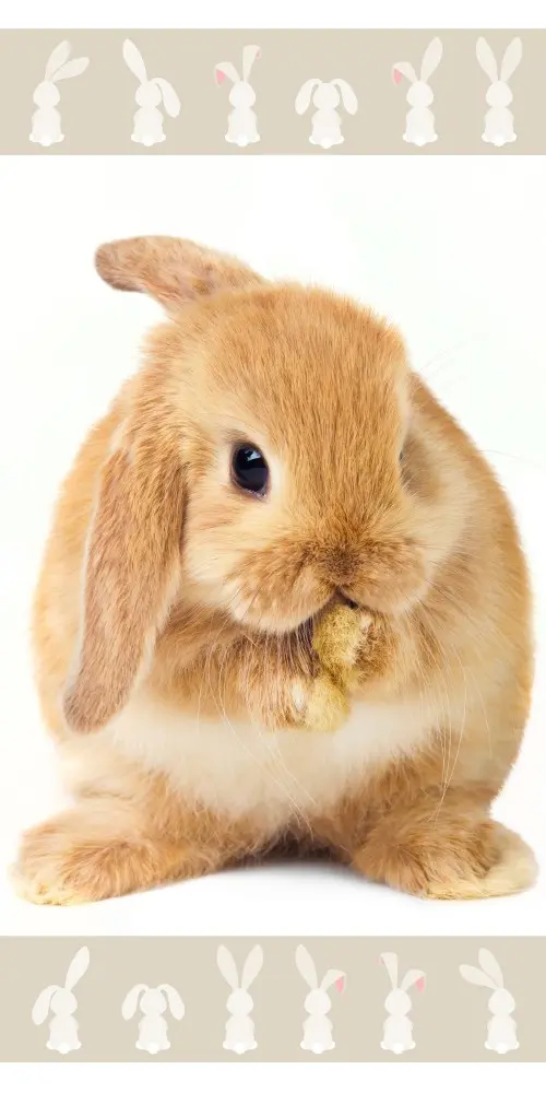 Bunny brisača za kopanje, brisača za plažo 70*140 cm fotografija izdelka