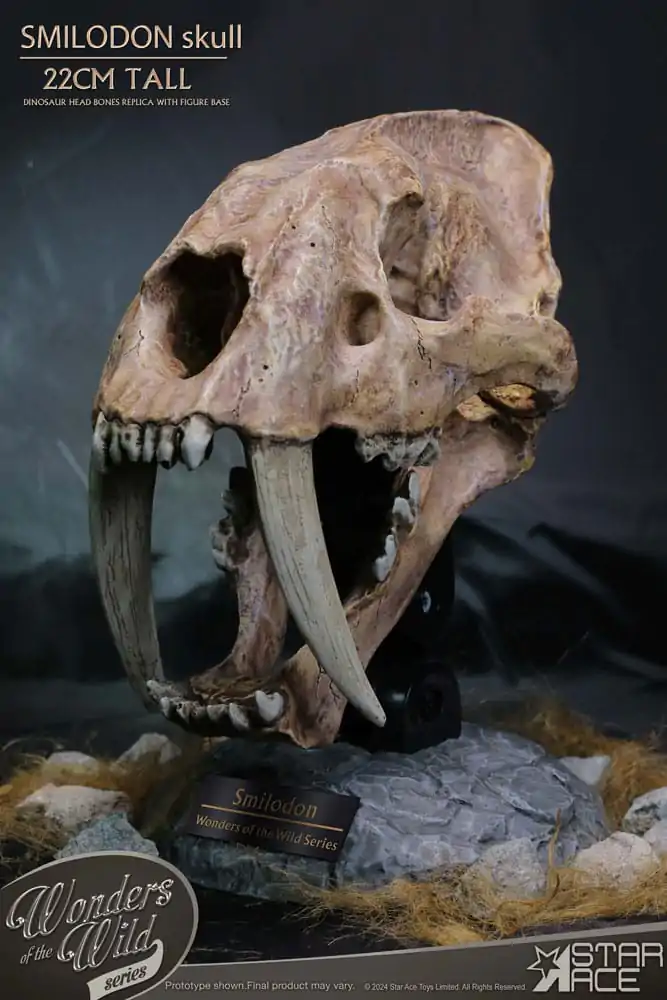 Wonders of the Wild Series Kip Smilodon Skull Fossil 22 cm fotografija izdelka