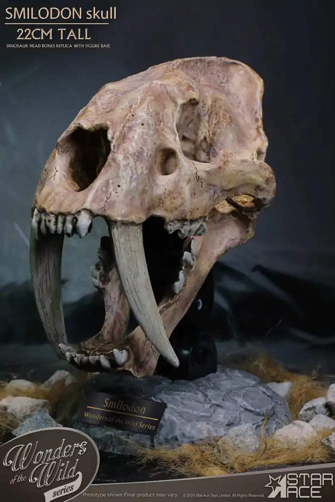 Wonders of the Wild Series Kip Smilodon Skull Fossil 22 cm fotografija izdelka