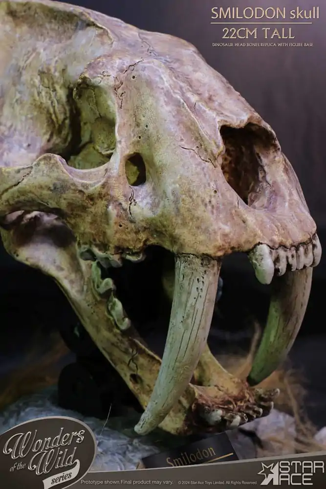 Wonders of the Wild Series Kip Smilodon Skull Fossil 22 cm fotografija izdelka