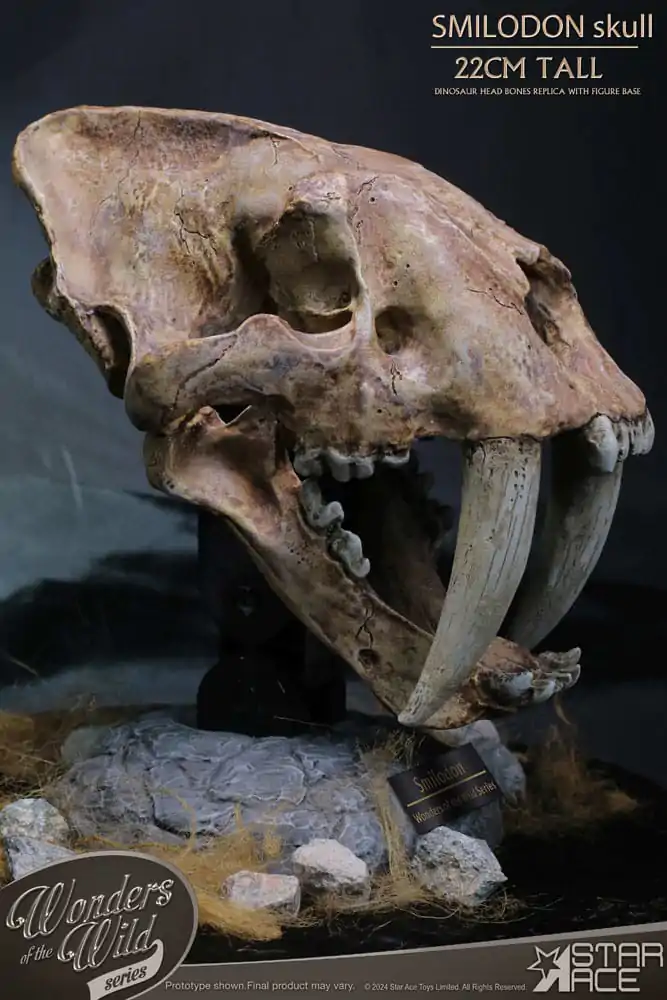 Wonders of the Wild Series Kip Smilodon Skull Fossil 22 cm fotografija izdelka