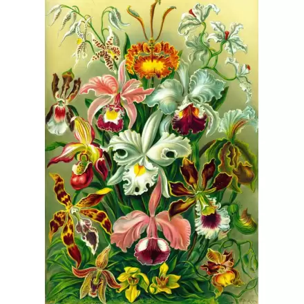 Ernst Haeckel Orchid puzzle (1000 kosov) termékfotója