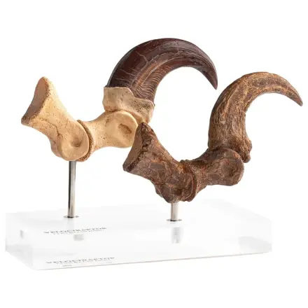 Jurassic Park ECC Elite Creature Line kip Velociraptor Foot Claw and Fossil Claw Set 20 cm fotografija izdelka