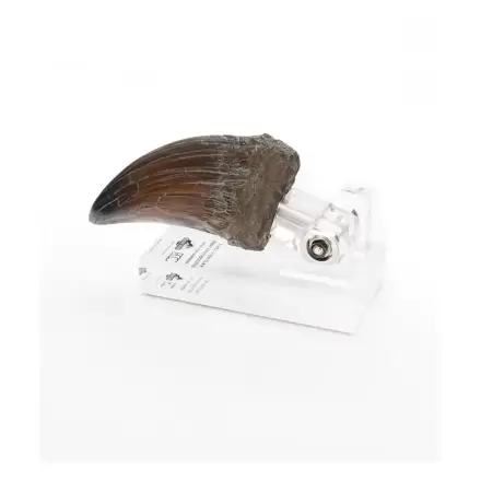 Jurassic Park kip krempelj roke T-Rex 13 cm fotografija izdelka
