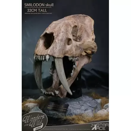 Wonders of the Wild Series Kip Smilodon Skull Fossil 22 cm termékfotója